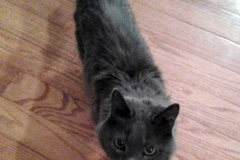 cat-10