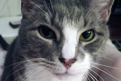 cat-2