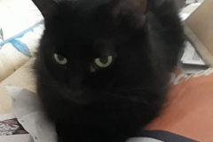 cat-4
