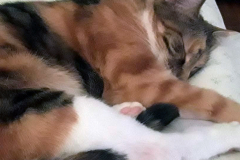 cat-5