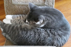 cat-7
