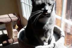 cat-8