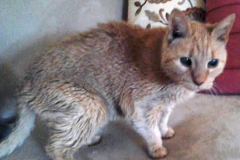 cat-9
