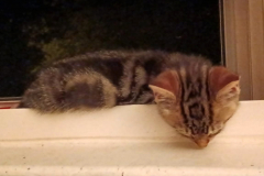 cat-on-window