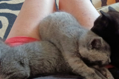 cats-3-on-lap