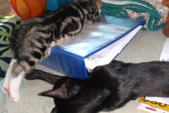 cats-on-paperwork