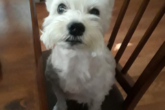 dog-2