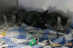kitten-2
